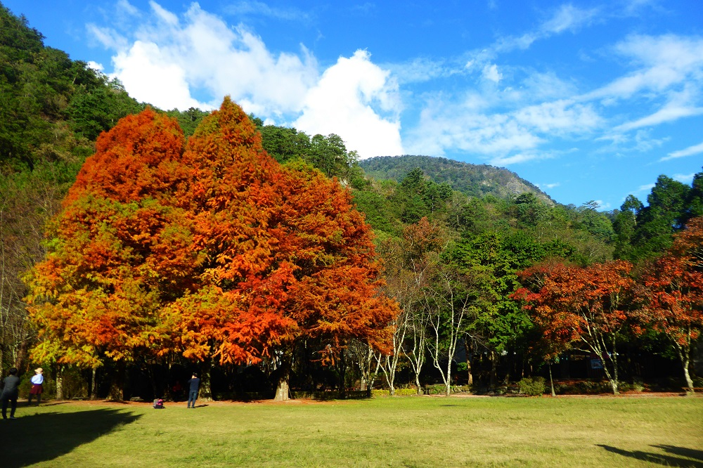 Autumn foliage in the grounds of Aowanda