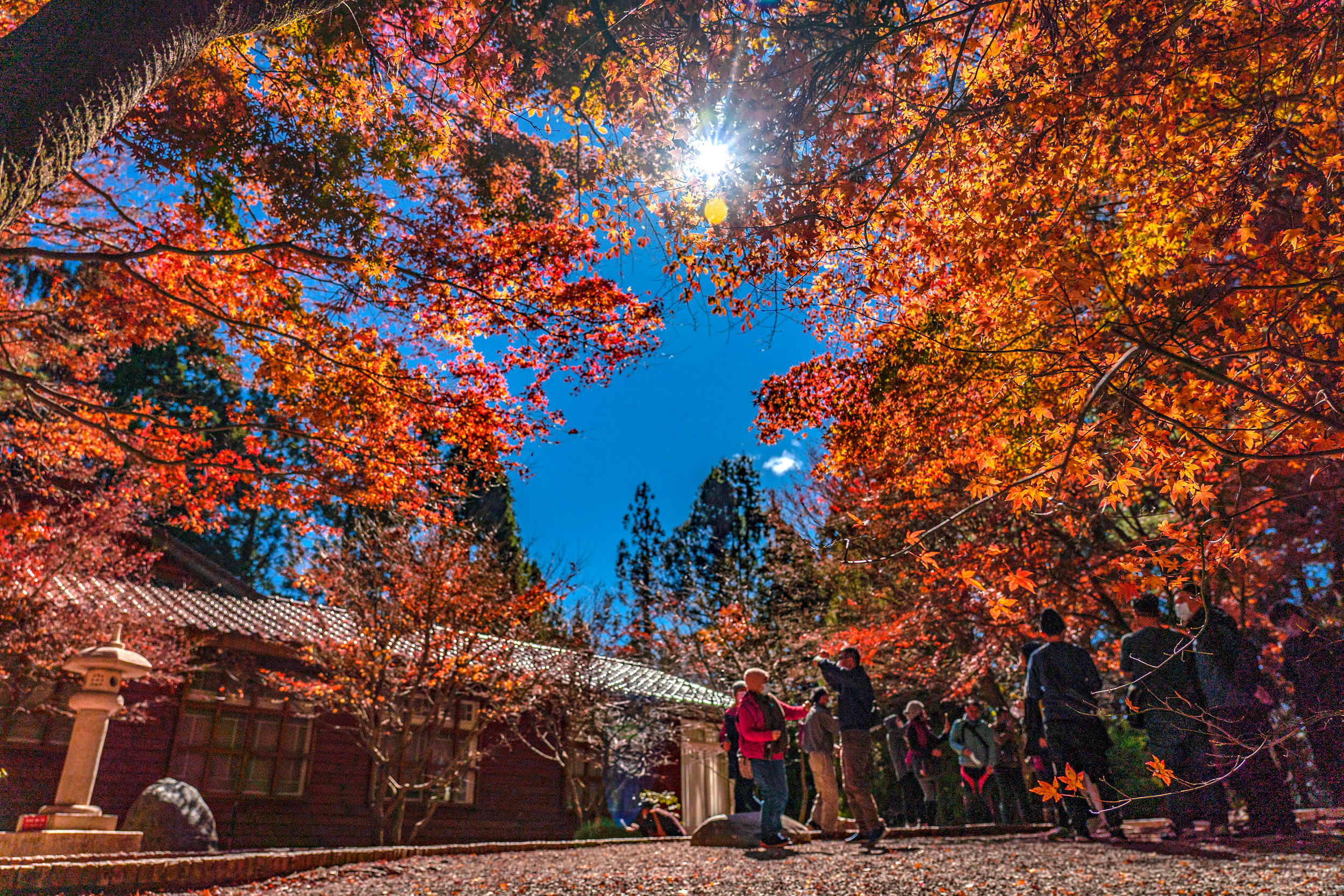 Red autumn leaves around the gardens at Fushoushan Farm