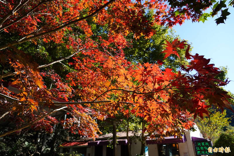 Sunlit red maple leaves at Wuling Farm