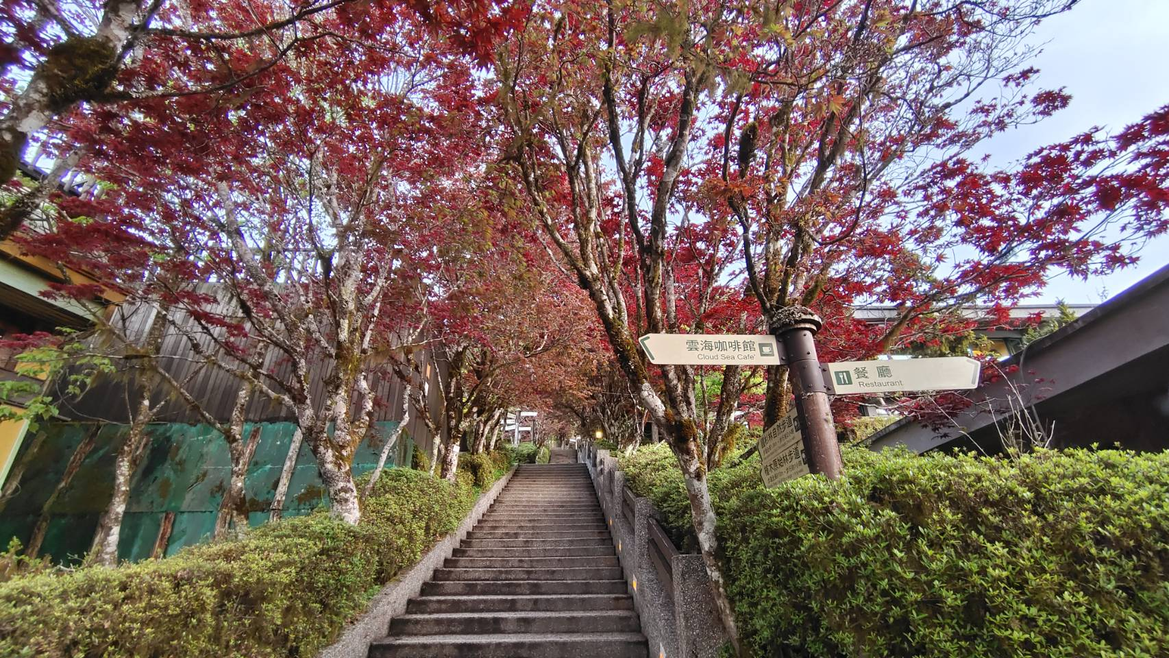 Red foliage beside the steps in Taipingshan National Forest Recreation Area