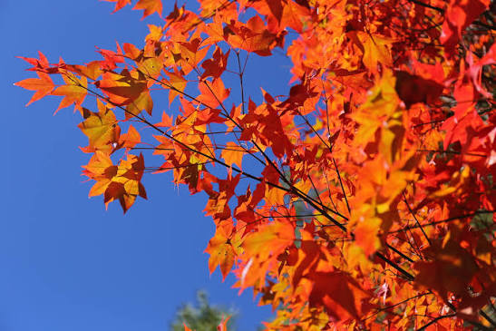 Orange-red leaves against a blue sky at Dasyueshan